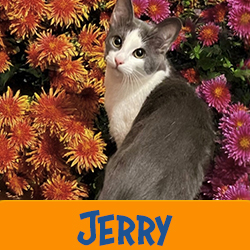 Jerry
